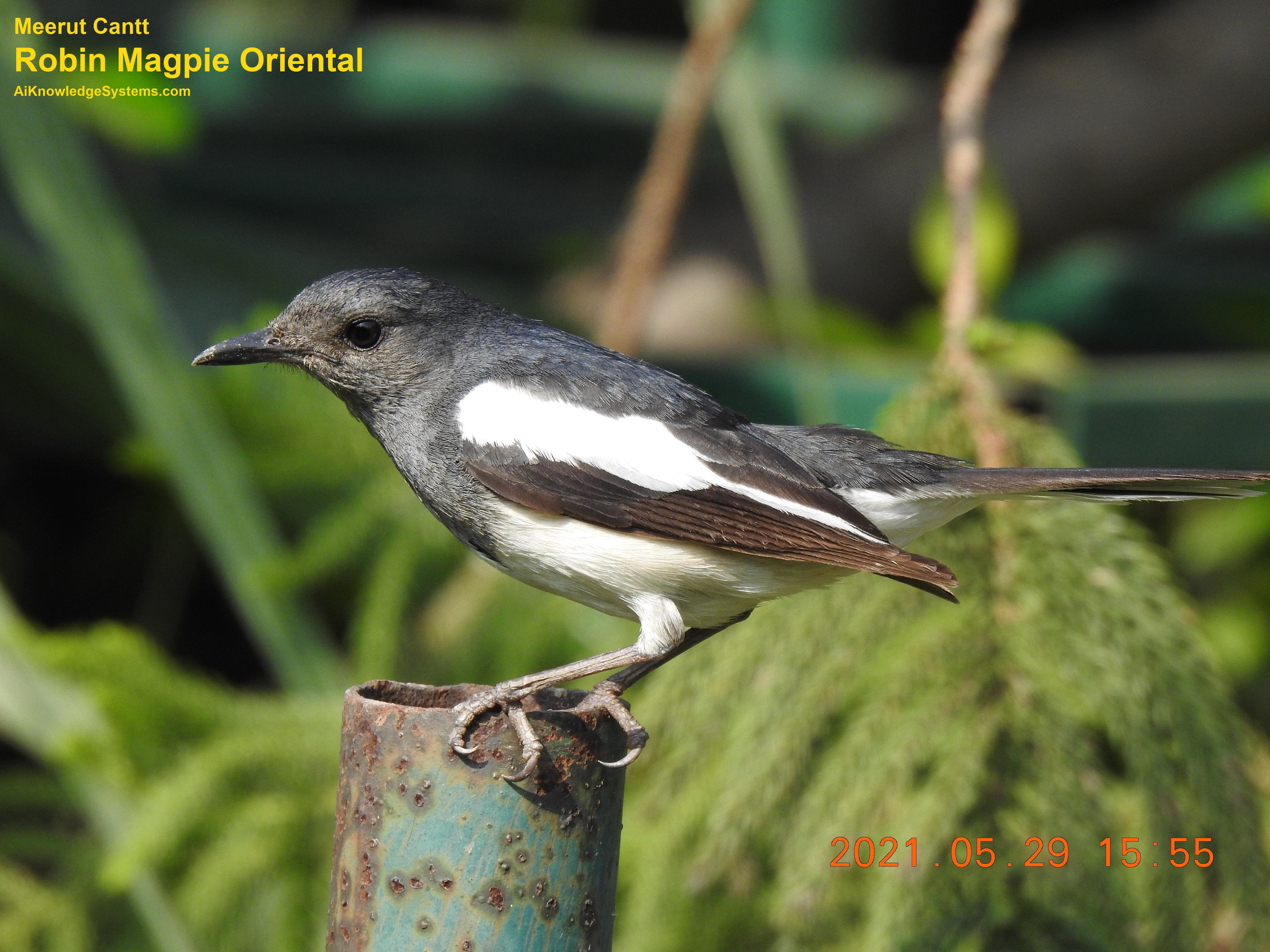 Magpie Robin (57) Coming Soon